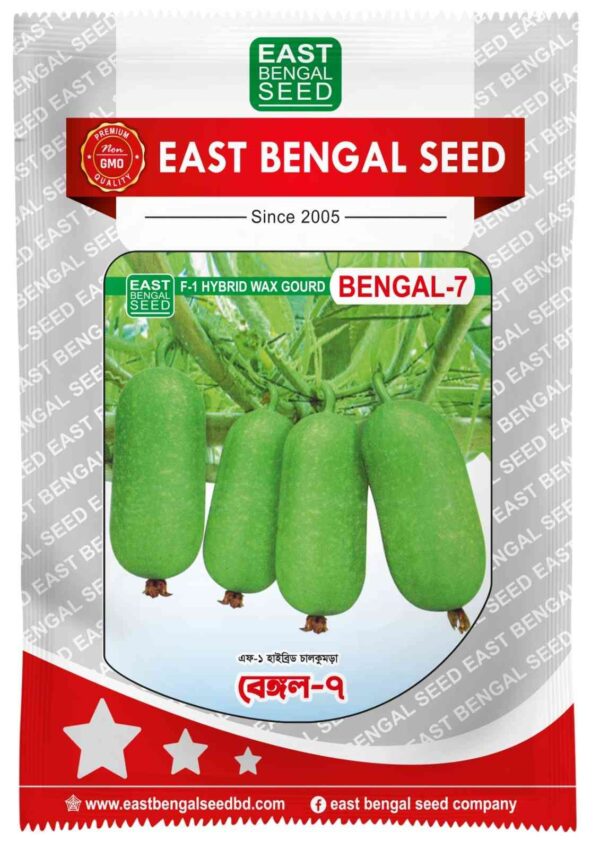 bengal 7